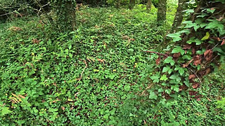 I see a girl cycling in the woods and when I go to urinate she helps me by giving me a blowjob in public