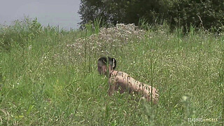 Outdoor anal sex has never looked better as a milf brunette is getting hammered hard