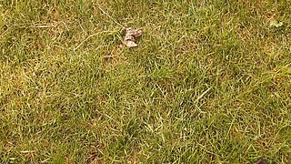 I spy on my stepsister masturbating in the barn - Lesbian Illusion Girls