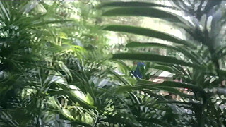 Anal copulation in the public park.