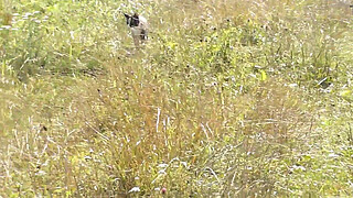 Nude Milf sunbathing on river bank. Random guy watching and filmed on his smartphone. Wild beach. Naked in public. Nudist beach. Doggystyle. Ass. Pussy. Doggy style. POV. Outdoor. Outside. Publicly. Ass milf. Butt. In nature. Without panties. No panties