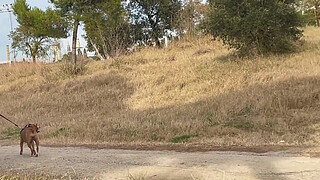 Miss Alessandra is so horny that she ends up failing Jesus Reyes in a field in broad daylight