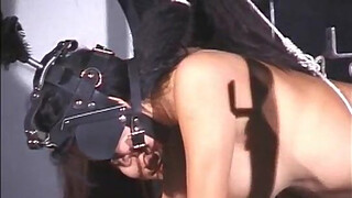 Hu-cows prepped and Dairy ready