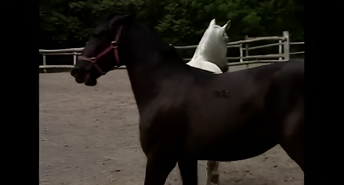 xvideos.com 975168c05234ffb3b3966226d738fa4a