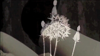 Dark Lantern Entertainment presents 'Beauty And The Beast'